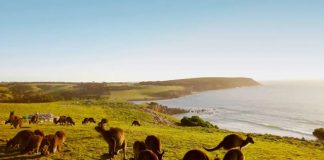 Khám phá thế giới thiên nhiên hoang dã tại đảo Kangaroo - Úc
