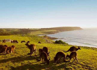 Khám phá thế giới thiên nhiên hoang dã tại đảo Kangaroo - Úc